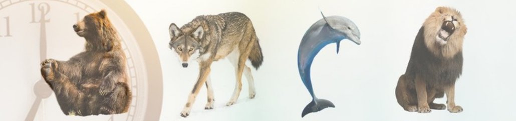 Die vier Chronotypen als Tiere: Bär, Wolf, Delfin und Löwe vor einem Wecker