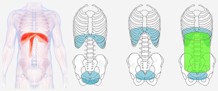 Anatomische Grafik: Zwerchfell zwischen Brustkorb und Becken, Zwerchfell und Beckenboden im Wechselspiel und der thorakolumbale Zylinder