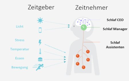 Grafik: biologische Zeitgeber wie Licht, Kälte, Bewegung und Essen und die inneren Uhren, die sie stellen
